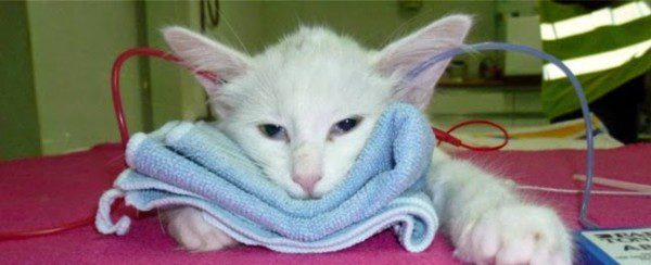 chat-sourd-blanc