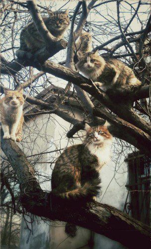 necati-ufuk-baskir-chats-arbre-istanbul