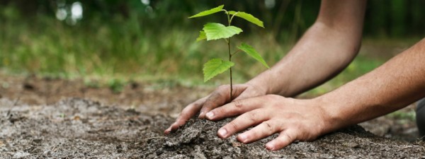 planter-arbres-e1433956926814