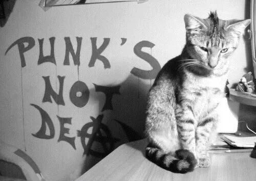 chat-punk-not-dead