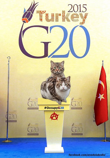 occupy-g20-chats-anadolu-kedisi