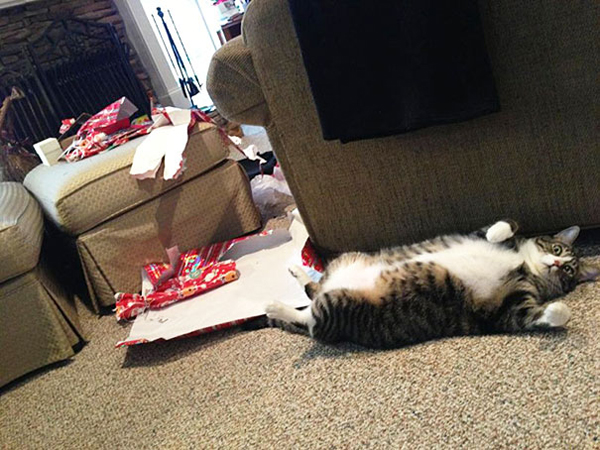 chats-noel-cadeaux-consommation