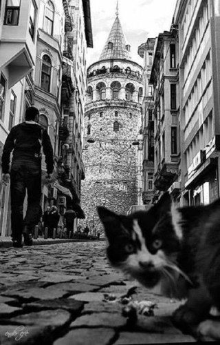 chat-tour-galata-istanbul-bosphore