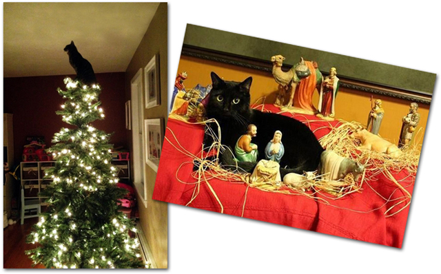 haine-noel-chats