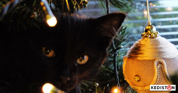 Les chats ont les boules à&nbsp;Noël