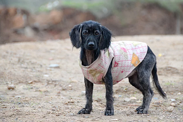 chat-chien ville-rue-10