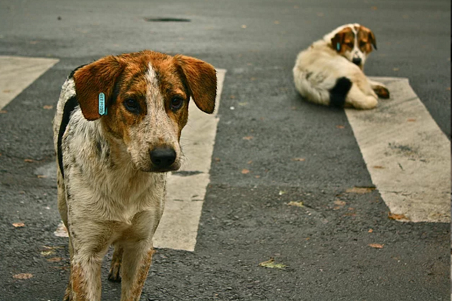 chat-chien ville-rue-7