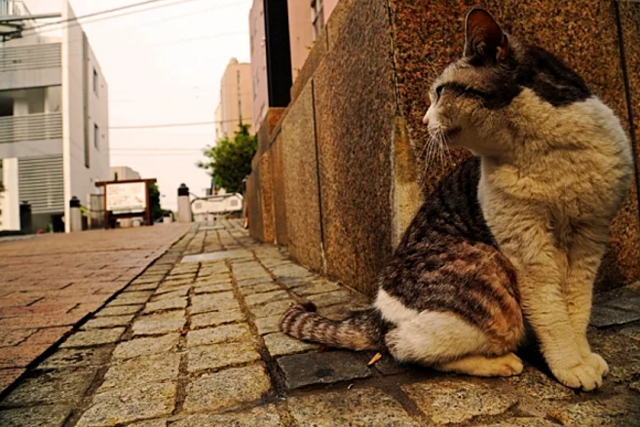 chat-ville-rue-1