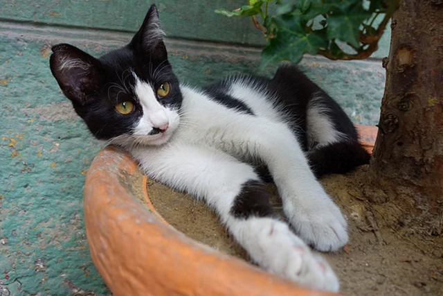 chat-ville-rue-13