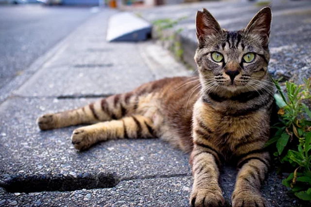 chat-ville-rue-4