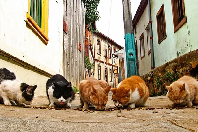 chats -ville-rue-5