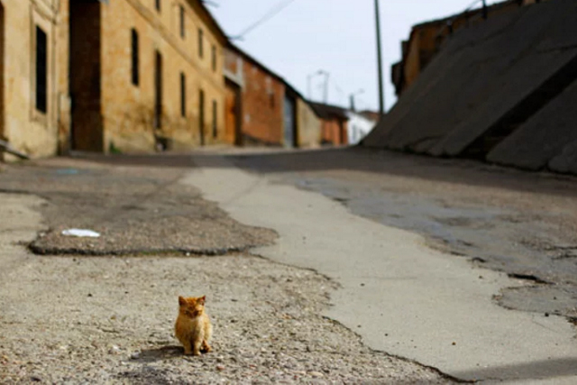 chat-ville-rue-6