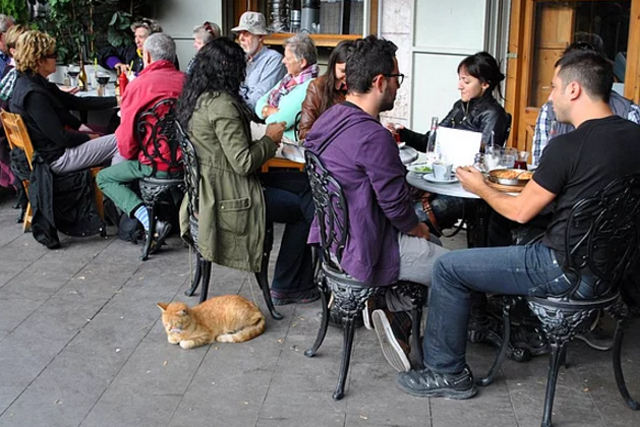chat-ville-rue-9