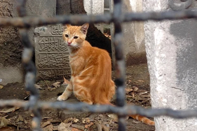 chat-ville-rue-cimetierre-14