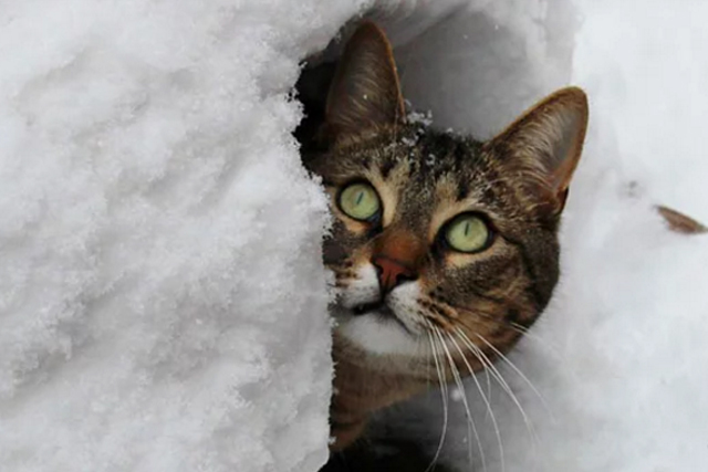chat-ville-rue-neige-12