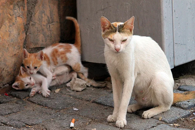 chats -ville-rue-poubelle 2