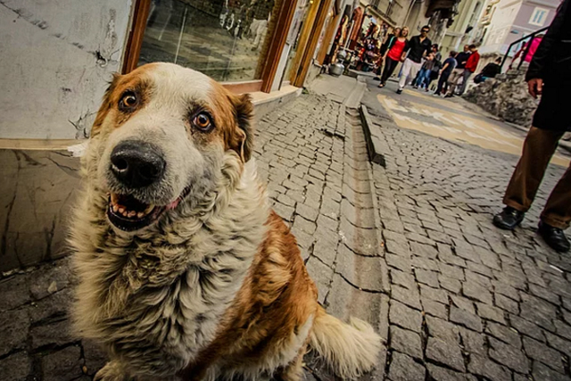 chien-ville-rue-3