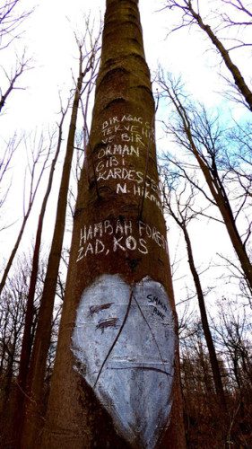 Hanbach Forest Sadik Celik 6