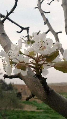 printemps rojava front