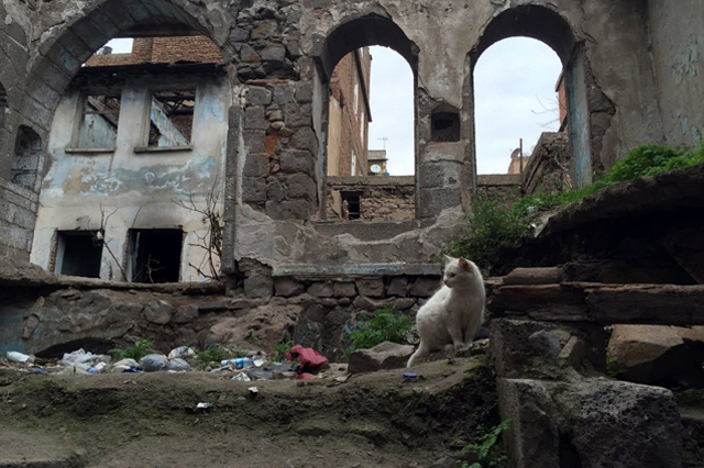 sur amed chat