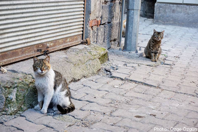 sur ozge ozgun chats 2