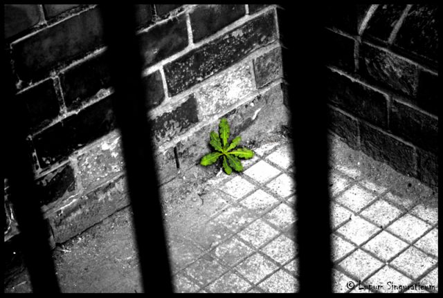 struggle_by_lupumsinguraticum
