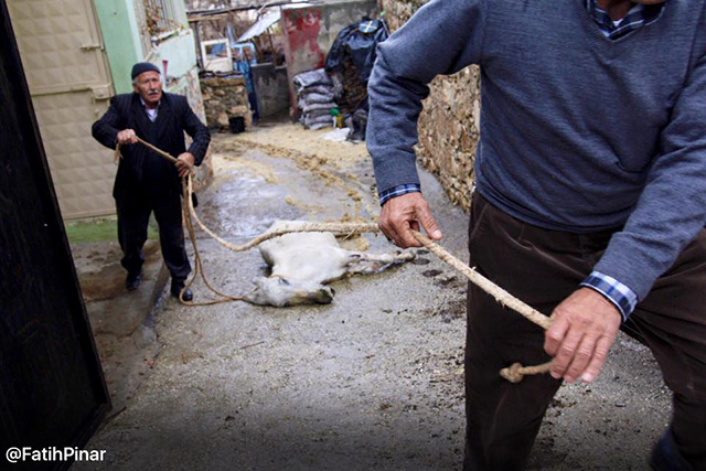 fatih pinar dargecit animaux 1