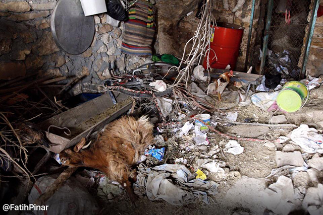 fatih pinar dargecit animaux 2