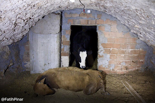 fatih pinar dargecit animaux 3