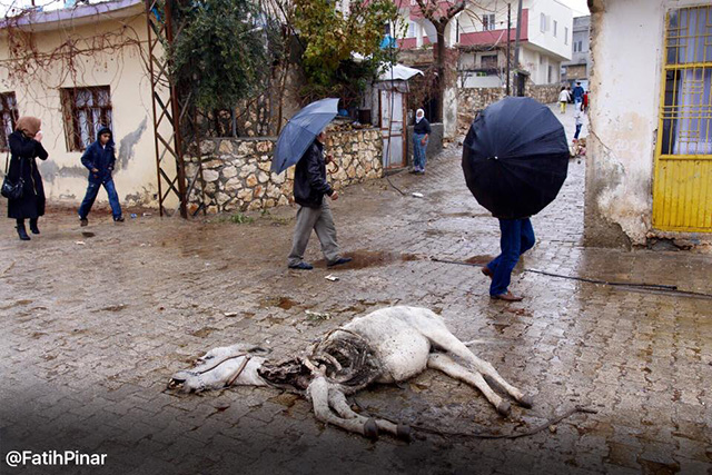 fatih pinar dargecit animaux 4