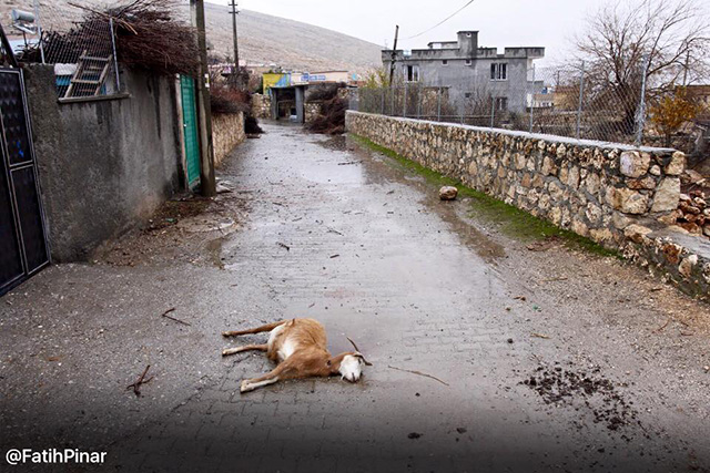 fatih pinar dargecit animaux 5