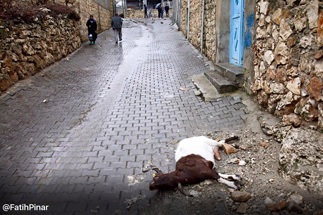 fatih pinar dargecit animaux 8