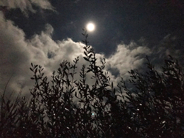 Lune Zehra Dogan 1019 01 20 Angers