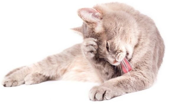 kedi chat