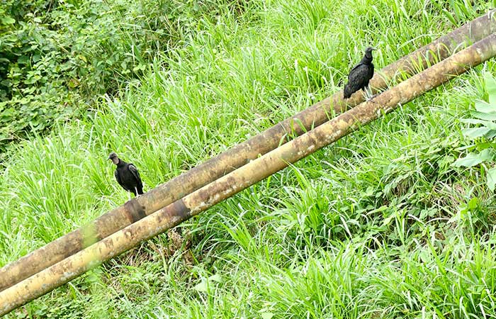 sadik-celik-korona-pipes