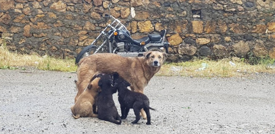 White Paws Dersim