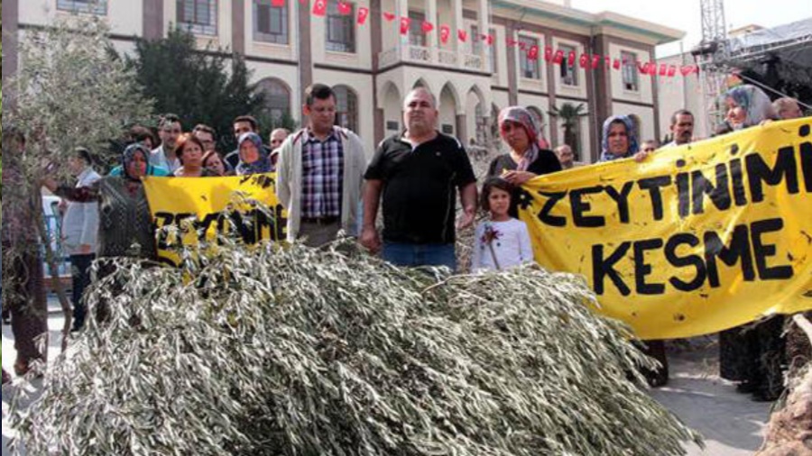 yirca zeytin kadinlar