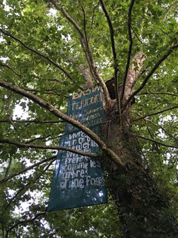 Sadık Çelik Ulu çınar