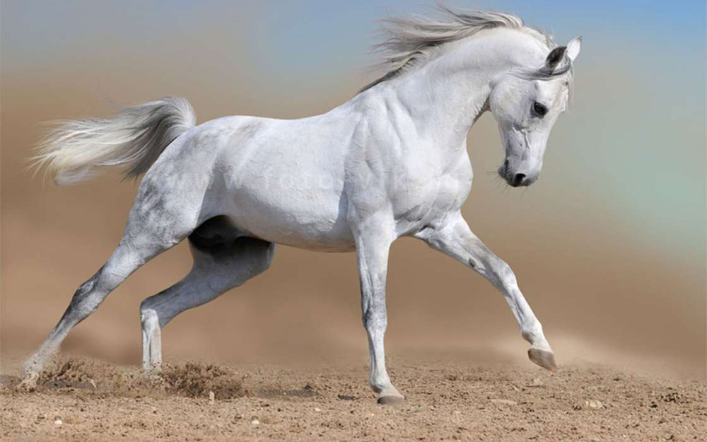 cheval blanc